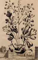 An illustration from Naauwkeurige beschryving der aardgewassen, waar in de veelerley aart en bijzondere eigenschappen der boomen, heesters, kruyden, bloemen, met haare vrugten, zaden, wortelen en bollen, neevens derzelver waare voort-teeling, gelukkige aanwinning, en heylzaame genees-krachten ... beschreeven worden; (1696)