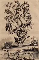 An illustration from Naauwkeurige beschryving der aardgewassen, waar in de veelerley aart en bijzondere eigenschappen der boomen, heesters, kruyden, bloemen, met haare vrugten, zaden, wortelen en bollen, neevens derzelver waare voort-teeling, gelukkige aanwinning, en heylzaame genees-krachten ... beschreeven worden; (1696)