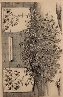 An illustration from Naauwkeurige beschryving der aardgewassen, waar in de veelerley aart en bijzondere eigenschappen der boomen, heesters, kruyden, bloemen, met haare vrugten, zaden, wortelen en bollen, neevens derzelver waare voort-teeling, gelukkige aanwinning, en heylzaame genees-krachten ... beschreeven worden; (1696)