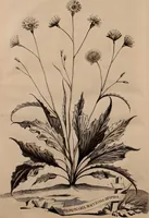 An illustration from Naauwkeurige beschryving der aardgewassen, waar in de veelerley aart en bijzondere eigenschappen der boomen, heesters, kruyden, bloemen, met haare vrugten, zaden, wortelen en bollen, neevens derzelver waare voort-teeling, gelukkige aanwinning, en heylzaame genees-krachten ... beschreeven worden; (1696)