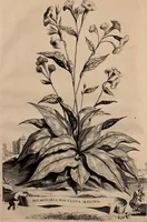 An illustration from Naauwkeurige beschryving der aardgewassen, waar in de veelerley aart en bijzondere eigenschappen der boomen, heesters, kruyden, bloemen, met haare vrugten, zaden, wortelen en bollen, neevens derzelver waare voort-teeling, gelukkige aanwinning, en heylzaame genees-krachten ... beschreeven worden; (1696)