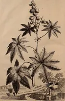 An illustration from Naauwkeurige beschryving der aardgewassen, waar in de veelerley aart en bijzondere eigenschappen der boomen, heesters, kruyden, bloemen, met haare vrugten, zaden, wortelen en bollen, neevens derzelver waare voort-teeling, gelukkige aanwinning, en heylzaame genees-krachten ... beschreeven worden; (1696)