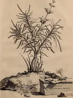 Picture 58 of 66 from Naauwkeurige beschryving der aardgewassen, waar in de veelerley aart en bijzondere eigenschappen der boomen, heesters, kruyden, bloemen, met haare vrugten, zaden, wortelen en bollen, neevens derzelver waare voort-teeling, gelukkige aanwinning, en heylzaame genees-krachten ... beschreeven worden; (1696), leaf 230