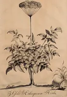 An illustration from Naauwkeurige beschryving der aardgewassen, waar in de veelerley aart en bijzondere eigenschappen der boomen, heesters, kruyden, bloemen, met haare vrugten, zaden, wortelen en bollen, neevens derzelver waare voort-teeling, gelukkige aanwinning, en heylzaame genees-krachten ... beschreeven worden; (1696)