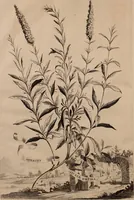 An illustration from Naauwkeurige beschryving der aardgewassen, waar in de veelerley aart en bijzondere eigenschappen der boomen, heesters, kruyden, bloemen, met haare vrugten, zaden, wortelen en bollen, neevens derzelver waare voort-teeling, gelukkige aanwinning, en heylzaame genees-krachten ... beschreeven worden; (1696)