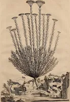 Picture 63 of 66 from Naauwkeurige beschryving der aardgewassen, waar in de veelerley aart en bijzondere eigenschappen der boomen, heesters, kruyden, bloemen, met haare vrugten, zaden, wortelen en bollen, neevens derzelver waare voort-teeling, gelukkige aanwinning, en heylzaame genees-krachten ... beschreeven worden; (1696), leaf 260