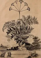 Picture 64 of 66 from Naauwkeurige beschryving der aardgewassen, waar in de veelerley aart en bijzondere eigenschappen der boomen, heesters, kruyden, bloemen, met haare vrugten, zaden, wortelen en bollen, neevens derzelver waare voort-teeling, gelukkige aanwinning, en heylzaame genees-krachten ... beschreeven worden; (1696), leaf 265