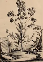 An illustration from Naauwkeurige beschryving der aardgewassen, waar in de veelerley aart en bijzondere eigenschappen der boomen, heesters, kruyden, bloemen, met haare vrugten, zaden, wortelen en bollen, neevens derzelver waare voort-teeling, gelukkige aanwinning, en heylzaame genees-krachten ... beschreeven worden; (1696)