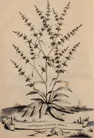 Picture 10 of 66 from Naauwkeurige beschryving der aardgewassen, waar in de veelerley aart en bijzondere eigenschappen der boomen, heesters, kruyden, bloemen, met haare vrugten, zaden, wortelen en bollen, neevens derzelver waare voort-teeling, gelukkige aanwinning, en heylzaame genees-krachten ... beschreeven worden; (1696), leaf 49