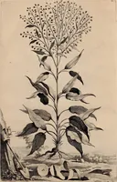 An illustration from Naauwkeurige beschryving der aardgewassen, waar in de veelerley aart en bijzondere eigenschappen der boomen, heesters, kruyden, bloemen, met haare vrugten, zaden, wortelen en bollen, neevens derzelver waare voort-teeling, gelukkige aanwinning, en heylzaame genees-krachten ... beschreeven worden; (1696)