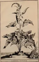 An illustration from Naauwkeurige beschryving der aardgewassen, waar in de veelerley aart en bijzondere eigenschappen der boomen, heesters, kruyden, bloemen, met haare vrugten, zaden, wortelen en bollen, neevens derzelver waare voort-teeling, gelukkige aanwinning, en heylzaame genees-krachten ... beschreeven worden; (1696)