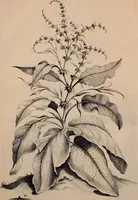 An illustration from Naauwkeurige beschryving der aardgewassen, waar in de veelerley aart en bijzondere eigenschappen der boomen, heesters, kruyden, bloemen, met haare vrugten, zaden, wortelen en bollen, neevens derzelver waare voort-teeling, gelukkige aanwinning, en heylzaame genees-krachten ... beschreeven worden; (1696)