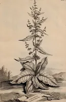 An illustration from Naauwkeurige beschryving der aardgewassen, waar in de veelerley aart en bijzondere eigenschappen der boomen, heesters, kruyden, bloemen, met haare vrugten, zaden, wortelen en bollen, neevens derzelver waare voort-teeling, gelukkige aanwinning, en heylzaame genees-krachten ... beschreeven worden; (1696)