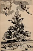 Picture 19 of 66 from Naauwkeurige beschryving der aardgewassen, waar in de veelerley aart en bijzondere eigenschappen der boomen, heesters, kruyden, bloemen, met haare vrugten, zaden, wortelen en bollen, neevens derzelver waare voort-teeling, gelukkige aanwinning, en heylzaame genees-krachten ... beschreeven worden; (1696), leaf 68