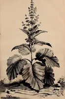 An illustration from Naauwkeurige beschryving der aardgewassen, waar in de veelerley aart en bijzondere eigenschappen der boomen, heesters, kruyden, bloemen, met haare vrugten, zaden, wortelen en bollen, neevens derzelver waare voort-teeling, gelukkige aanwinning, en heylzaame genees-krachten ... beschreeven worden; (1696)
