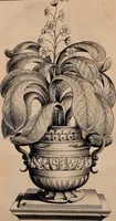 An illustration from Naauwkeurige beschryving der aardgewassen, waar in de veelerley aart en bijzondere eigenschappen der boomen, heesters, kruyden, bloemen, met haare vrugten, zaden, wortelen en bollen, neevens derzelver waare voort-teeling, gelukkige aanwinning, en heylzaame genees-krachten ... beschreeven worden; (1696)