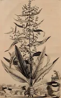 An illustration from Naauwkeurige beschryving der aardgewassen, waar in de veelerley aart en bijzondere eigenschappen der boomen, heesters, kruyden, bloemen, met haare vrugten, zaden, wortelen en bollen, neevens derzelver waare voort-teeling, gelukkige aanwinning, en heylzaame genees-krachten ... beschreeven worden; (1696)