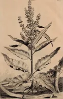 An illustration from Naauwkeurige beschryving der aardgewassen, waar in de veelerley aart en bijzondere eigenschappen der boomen, heesters, kruyden, bloemen, met haare vrugten, zaden, wortelen en bollen, neevens derzelver waare voort-teeling, gelukkige aanwinning, en heylzaame genees-krachten ... beschreeven worden; (1696)