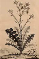 An illustration from Naauwkeurige beschryving der aardgewassen, waar in de veelerley aart en bijzondere eigenschappen der boomen, heesters, kruyden, bloemen, met haare vrugten, zaden, wortelen en bollen, neevens derzelver waare voort-teeling, gelukkige aanwinning, en heylzaame genees-krachten ... beschreeven worden; (1696)