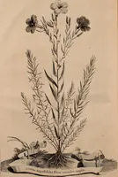 An illustration from Naauwkeurige beschryving der aardgewassen, waar in de veelerley aart en bijzondere eigenschappen der boomen, heesters, kruyden, bloemen, met haare vrugten, zaden, wortelen en bollen, neevens derzelver waare voort-teeling, gelukkige aanwinning, en heylzaame genees-krachten ... beschreeven worden; (1696)