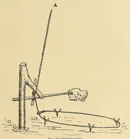 Picture 11 of 19 from The Nanticoke community of Delaware (1915), leaf 51