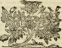 Picture 4 of 5 from Narratione della morte et solenni esseqvie dell'illustriss. et reverendiss. signor cardinale Antonio Maria Salviati : con la dichiaratione dell'apparato funerale fatto gli in Roma dall'illustriss. sig. Lorenzo Salviati suo nipote, nella Chiesa di S. Iacomo in Augusta, dal medesimo cardinale edificata (1603), leaf 41