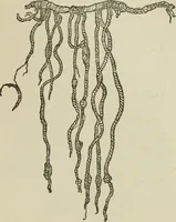 An illustration from Narrative and critical history of America (1884)