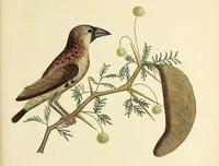 An illustration from A narrative of four journeys into the country of the Hottentots, and Caffraria : in the years one thousand seven hundred and seventy-seven, eight, and nine : illustrated with a map, and seventeen copper-plates (1789)