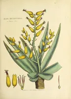 An illustration from A narrative of four journeys into the country of the Hottentots, and Caffraria : in the years one thousand seven hundred and seventy-seven, eight, and nine : illustrated with a map, and seventeen copper-plates (1789)