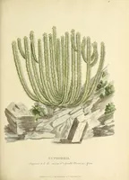 Picture 2 of 4 from A narrative of four journeys into the country of the Hottentots, and Caffraria : in the years one thousand seven hundred and seventy-seven, eight, and nine : illustrated with a map, and seventeen copper-plates (1789), leaf 93