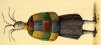 Picture 7 of 16 from Narrative of a journey to the Zoolu country, in South Africa (1836), leaf 71