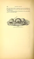 An illustration from Narrative of the United States exploring expedition during the years 1838, 1839, 1840, 1841, 1842 (1845)