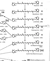 Picture 1 of 2 from THE CAROTENOIDS OF SOME BASIDIOMYCETES: A CHEMIOTAXIONOMIC SURVEY (1973), leaf 9