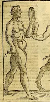 An illustration from Natalis Comitis Mythologiae, sive, Explicationis fabularum libri decem : in quibus omnia prope naturalis et moralis philosophiae dogmata in veterum fabulis contenta fuisse perspicuè demonstratur ... : accessit G. Linocerii Musarum mytholgia, & anonymi obseuationum in totam de dijs gentium narrationem libellus : adiectæ sunt ... editioni elegantissimæ deorum imagines, & eruditissimæ M. Antonij Tritonij Vtinensis .. (1637)