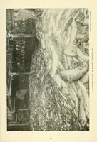 An illustration from The National geographic magazine (1888)
