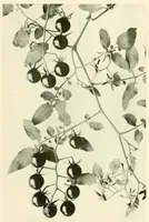 An illustration from The National geographic magazine (1888)