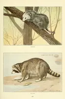 An illustration from The National geographic magazine (1888)