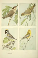 An illustration from The National geographic magazine (1888)