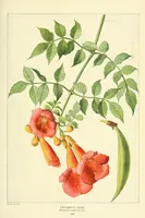 An illustration from The National geographic magazine (1888)