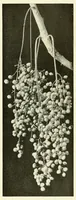 Picture 5 of 14 from The National geographic magazine (1888), leaf 203