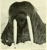 Picture 10 of 14 from The National geographic magazine (1888), leaf 343