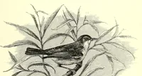 An illustration from Natural history and antiquities of Selborne (1875)
