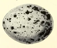 An illustration from Natural history and antiquities of Selborne (1875)