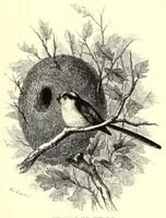 An illustration from Natural history and antiquities of Selborne (1875)