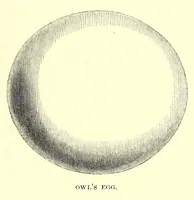 An illustration from Natural history and antiquities of Selborne (1875)
