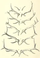 An illustration from Natural history and antiquities of Selborne (1875)