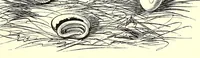 Picture 10 of 14 from Natural history and antiquities of Selborne (1875), leaf 409