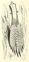 Picture 11 of 14 from Natural history and antiquities of Selborne (1875), leaf 448