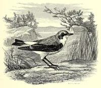 An illustration from Natural history and antiquities of Selborne (1875)