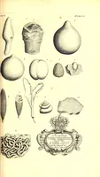 An illustration from The natural history of Oxford-shire : being an essay toward the natural history of England (1677)